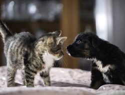 Tired? Your dog could help you sleep better – but a cat won’t