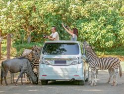 Rute KRL Jakarta-Taman Safari Bogor: Tarif & Tiket