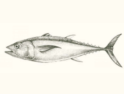 Healing Fish – Nature’s Nutrient Powerhouse