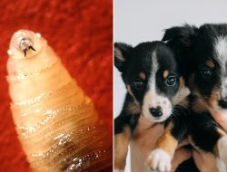 Warning raised as flesh-eating parasite spreads across America with pet risk