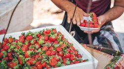 Berry boost: Flavanols and heart health explained