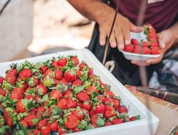 Berry boost: Flavanols and heart health explained