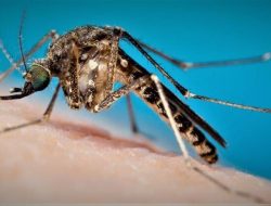 WA Traveller Succumbs to Murray Valley Encephalitis