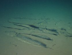 Deepest whale graveyard brimming with life discovered in Indian Ocean