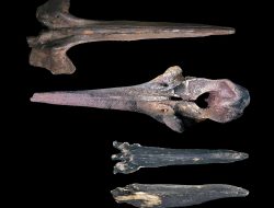 A 5.3 million-year-old whale graveyard has been found on the floor of the Indian Ocean
