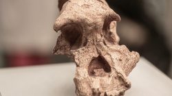 A crushed 1-million-year-old skull found in China could prove humans split into distinct groups far earlier than expected