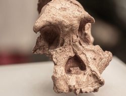 A crushed 1-million-year-old skull found in China could prove humans split into distinct groups far earlier than expected