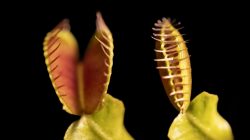 How do Venus flytraps work? New study sheds light on cellular mechanisms