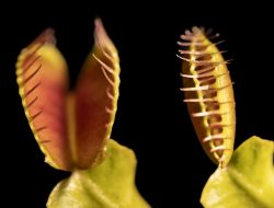 How do Venus flytraps work? New study sheds light on cellular mechanisms