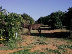 Feral sambar deer likely brought to SA for hunting purposes, Invasive Species Council says