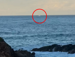 Migaloo the White Whale Spotted Off Australian Shores: ‘This Is Serious’