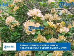 Membuat Teba Jadi Surga Eksotis: Sukses Rumah Jepun Plumeria Bali di Pasar Global