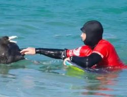 Surfer’s shocking encounter with a flu-carrying bird