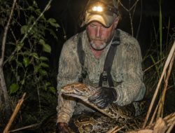 Australia’s python hunter reveals the harsh truth of invasive species control