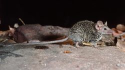 Cute and Fierce New Aussie Mammal Found