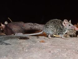 Cute and Fierce New Aussie Mammal Found