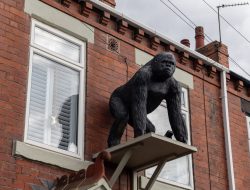 Gorilla Statue Removed from Yorkshire Home Finds New Home in Mayfair