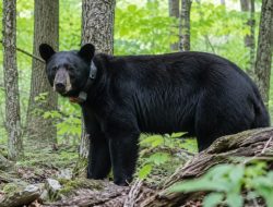 Ohio’s 576-pound black bear signals a native predator’s return to familiar territory