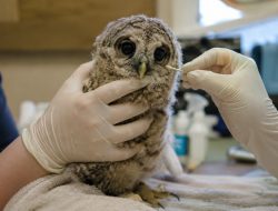 Young Raptors in Beijing Highlight Nesting Season Rescue Crisis