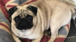 Dog dies in extreme heatwave as RSPCA warns pet owners of ‘silent killer’