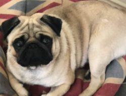 Dog dies in extreme heatwave as RSPCA warns pet owners of ‘silent killer’