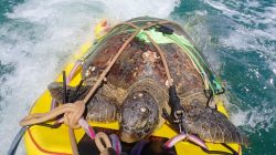 Jet-Ski Heroes Save Turtle ‘Princess Peach’ on Magnetic Island