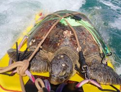 Jet-Ski Heroes Save Turtle ‘Princess Peach’ on Magnetic Island