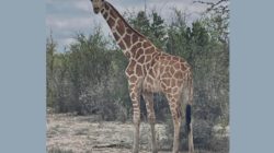 Giraffe still missing in Texas after 14 days