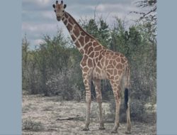 Giraffe still missing in Texas after 14 days