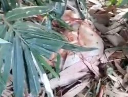 Pencurian Ternak Kembali Terjadi di Panggulan Depok, Warga Diminta Aktifkan Ronda Malam