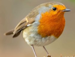 Bird Flu Threatens Backyard Chickens and Cats, Vet Warns