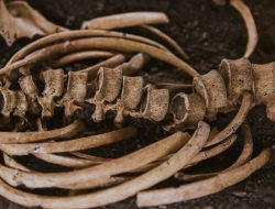 Scientists Uncover New Way to Clean Museum Skeletons Without Harmful Chemicals