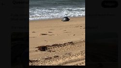 Space debris washes up on Queensland beach: ‘Space balls’ found, avoid contact