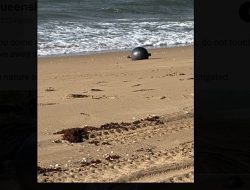 Space debris washes up on Queensland beach: ‘Space balls’ found, avoid contact