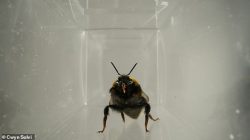 Bumblebees’ Tongues Reveal Sweet Delight, Scientists Find