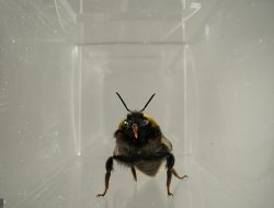 Bumblebees’ Tongues Reveal Sweet Delight, Scientists Find