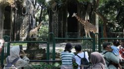 Panduan Cepat ke Ragunan Zoo dari Bekasi: KRL, LRT, dan TransJakarta