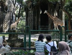 Panduan Cepat ke Ragunan Zoo dari Bekasi: KRL, LRT, dan TransJakarta