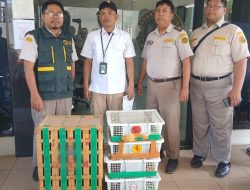 69 Burung Selundupan dari Balikpapan Digagalkan Karantina Jatim