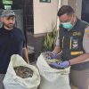 Dianggap Limbah, Penutup Cangkang Siput Laut Malang Ternyata Bernilai Ekspor