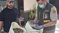 Dianggap Limbah, Penutup Cangkang Siput Laut Malang Ternyata Bernilai Ekspor