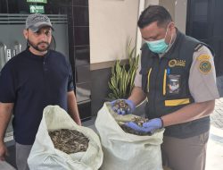 Dianggap Limbah, Penutup Cangkang Siput Laut Malang Ternyata Bernilai Ekspor