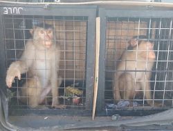 Monyet Berpotensi Bawa Penyakit, Karantina Jatim Perkuat Pengawasan