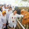 Komisi IV DPR RI Tekankan Penguatan Populasi dan Produktivitas Sapi Perah Lokal