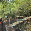 Mangrove TPS Serap 623,11 Ton Karbon per Hektare, Ini Perannya bagi Lingkungan