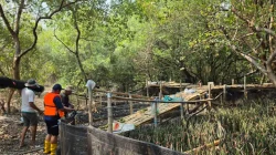 Mangrove TPS Serap 623,11 Ton Karbon per Hektare, Ini Perannya bagi Lingkungan