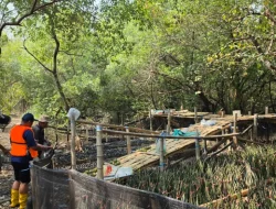 Mangrove TPS Serap 623,11 Ton Karbon per Hektare, Ini Perannya bagi Lingkungan