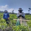 Dibina BI Sejak 2019, UMKM Teh Gambyong Kemuning Naik 30–40 Persen