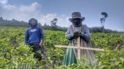 Dibina BI Sejak 2019, UMKM Teh Gambyong Kemuning Naik 30–40 Persen