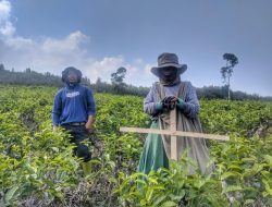 Dibina BI Sejak 2019, UMKM Teh Gambyong Kemuning Naik 30–40 Persen
